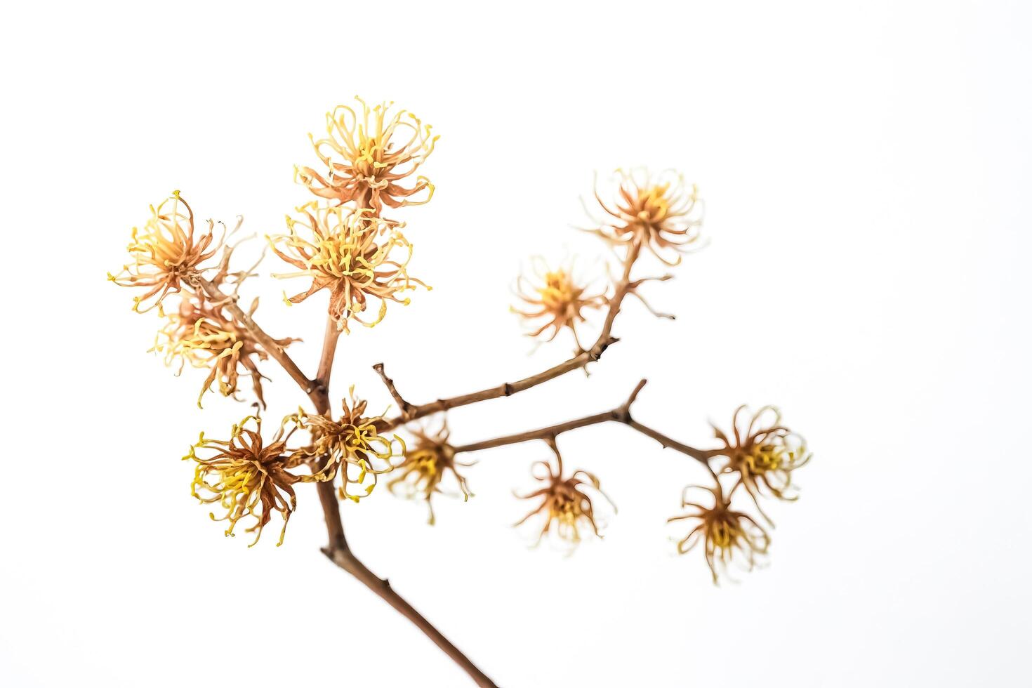 Dried Flower Branch Isolated on White Background photo