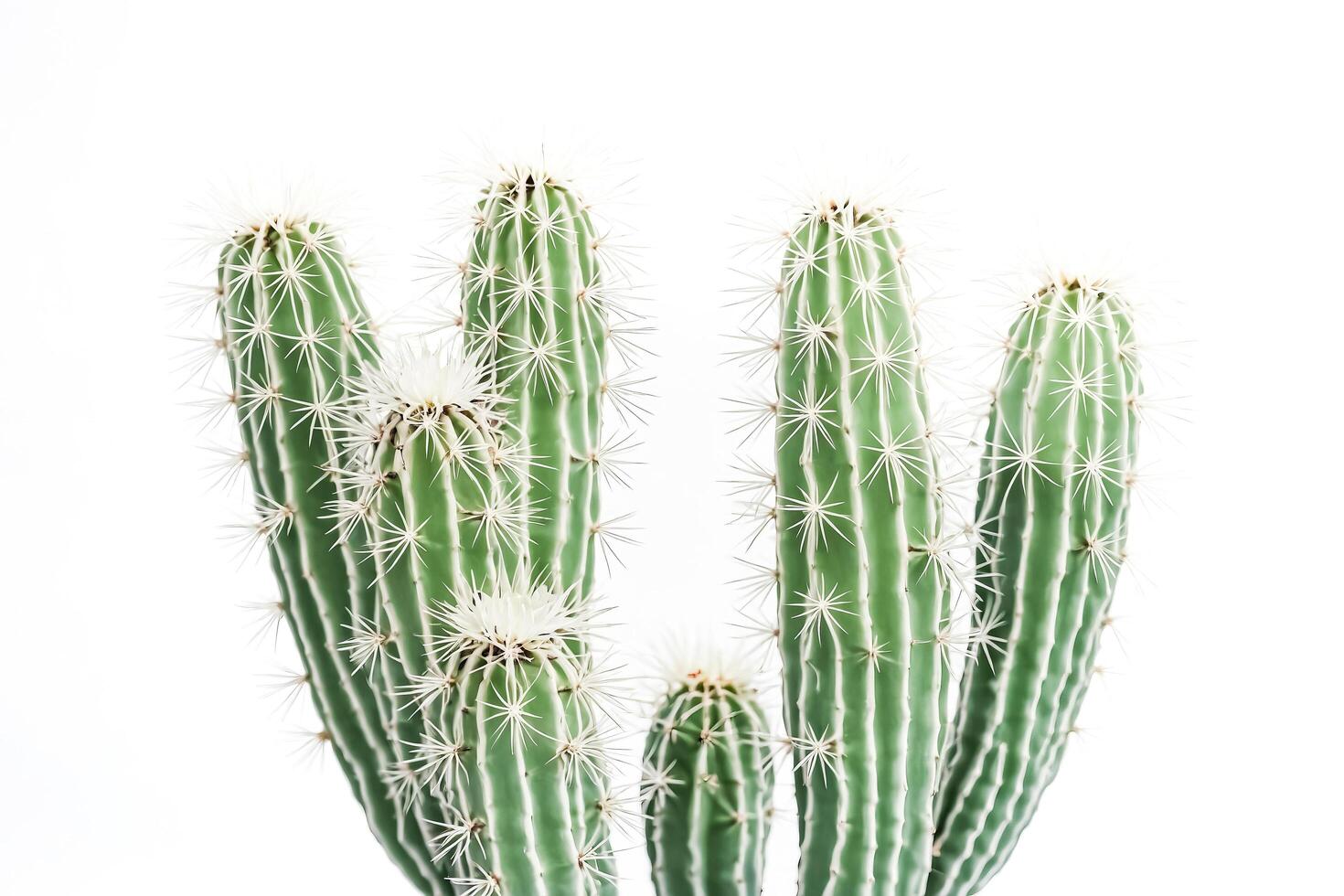 Green cactus with white spines on a white background photo