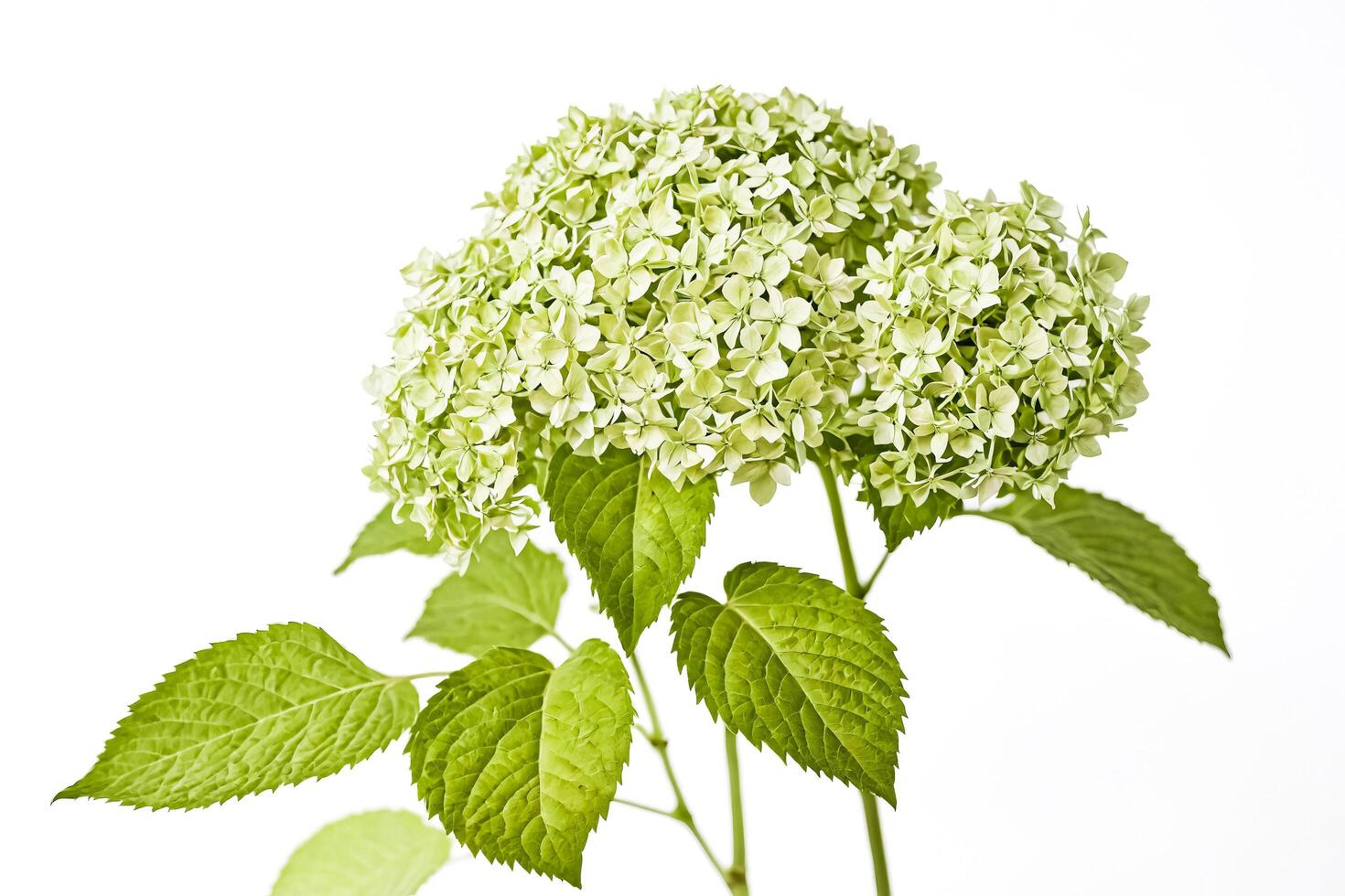 Green Hydrangea Flower with Leaves on White Background photo