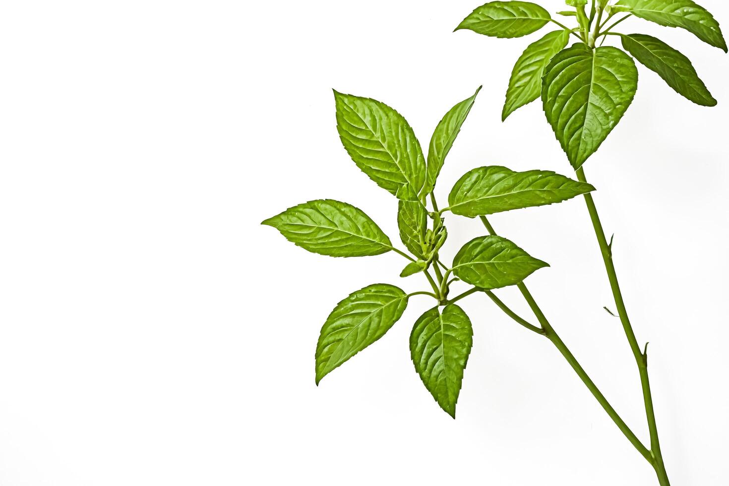 Green Leaves on a White Background photo