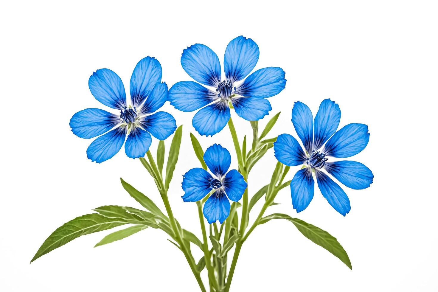 Blue Flowers on White Background photo