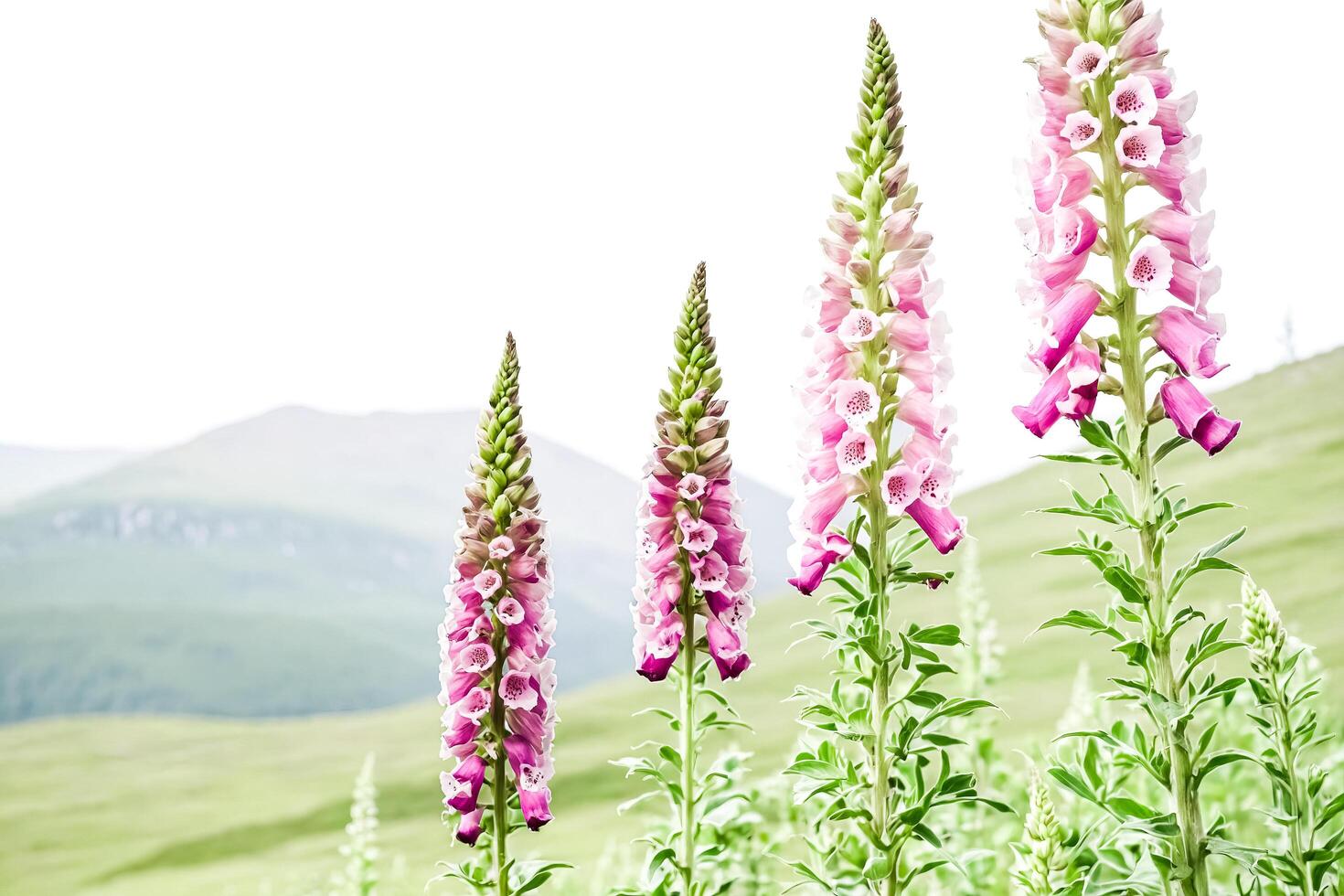 Pink and White Flowers in a Field of Green Grass photo