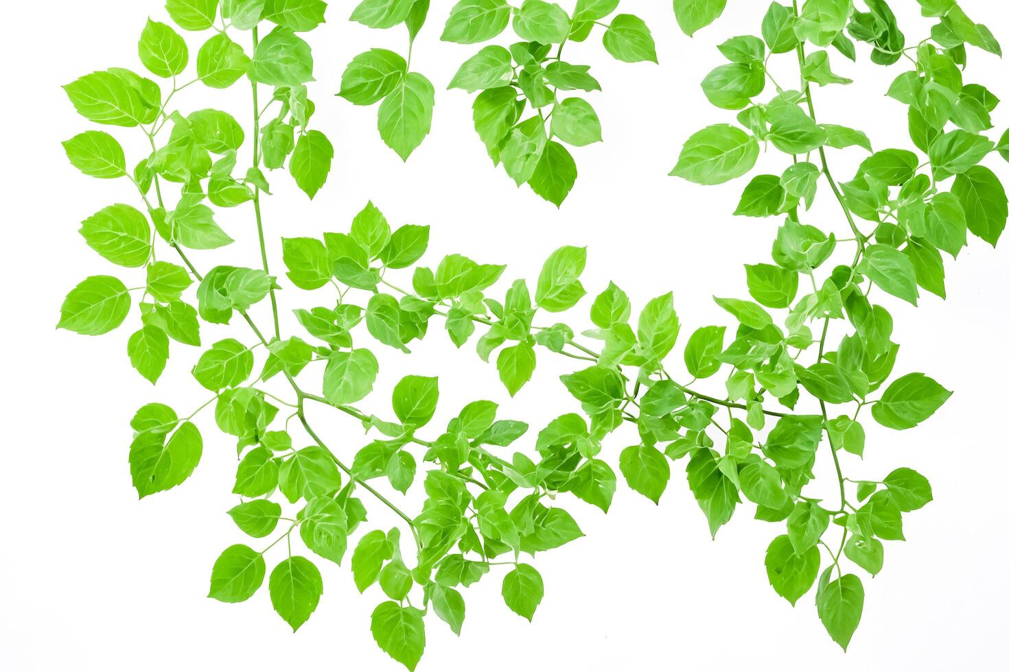 Fresh Green Leaves Isolated On White Background photo