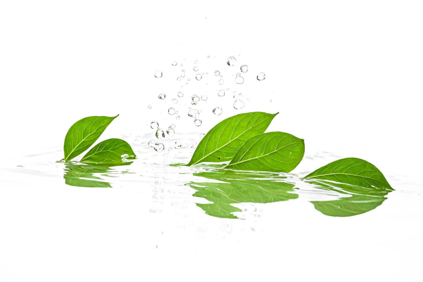 Green Leaves Floating on Water With Bubbles photo