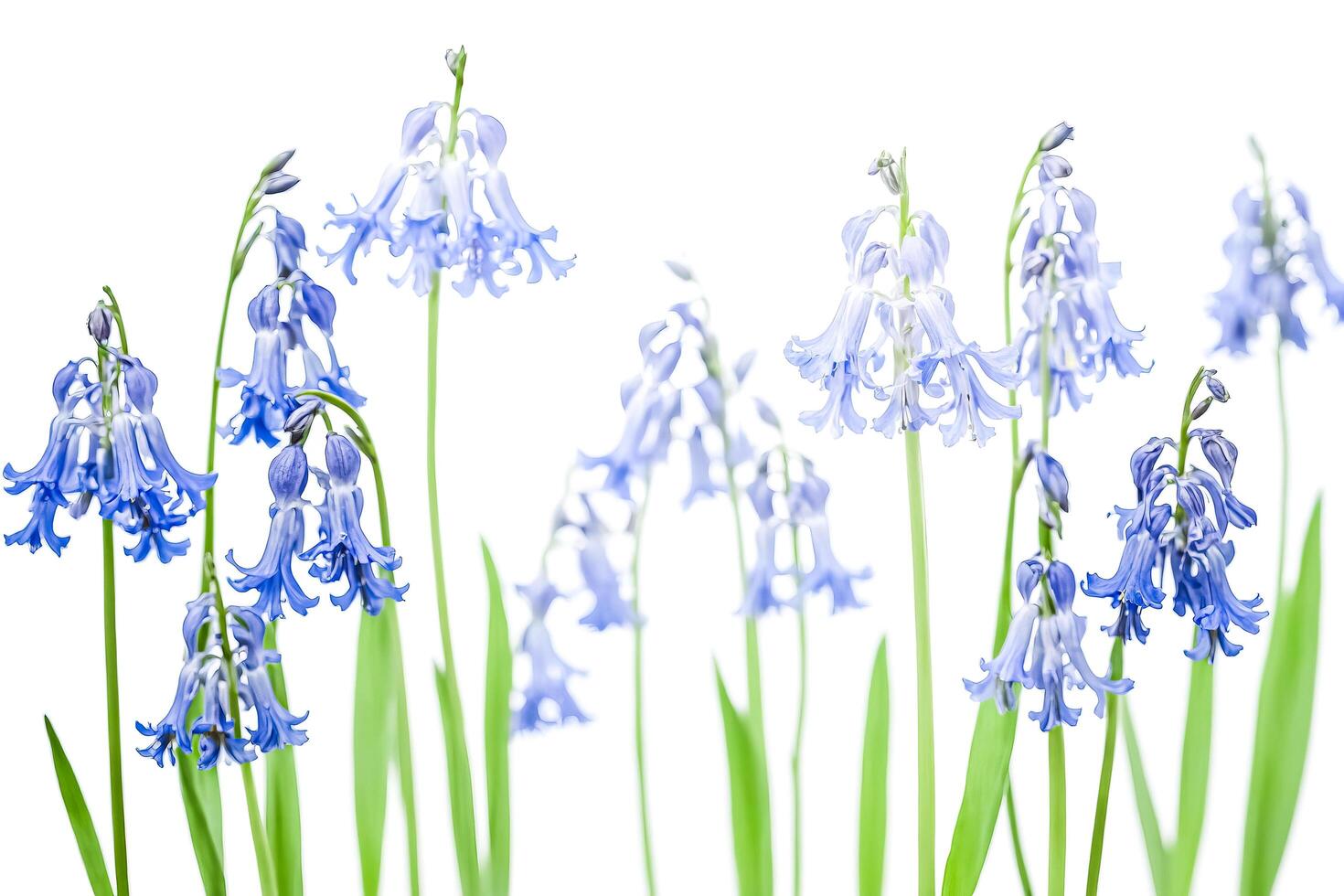 Bluebells in Bloom photo