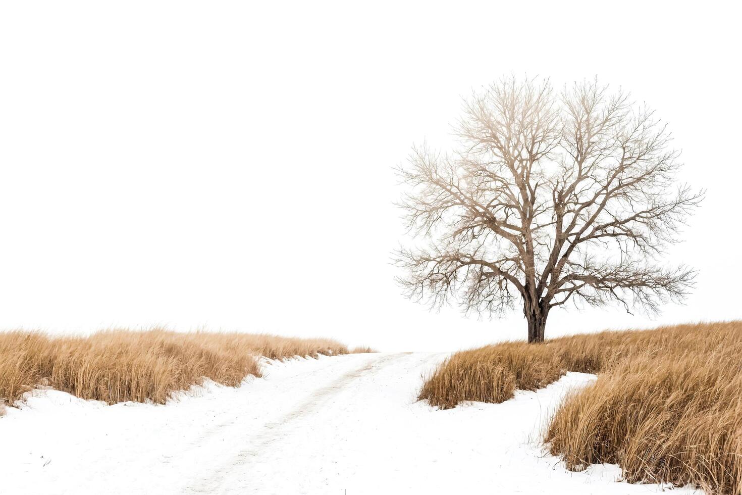 Lonely Tree in a Snowy Field photo