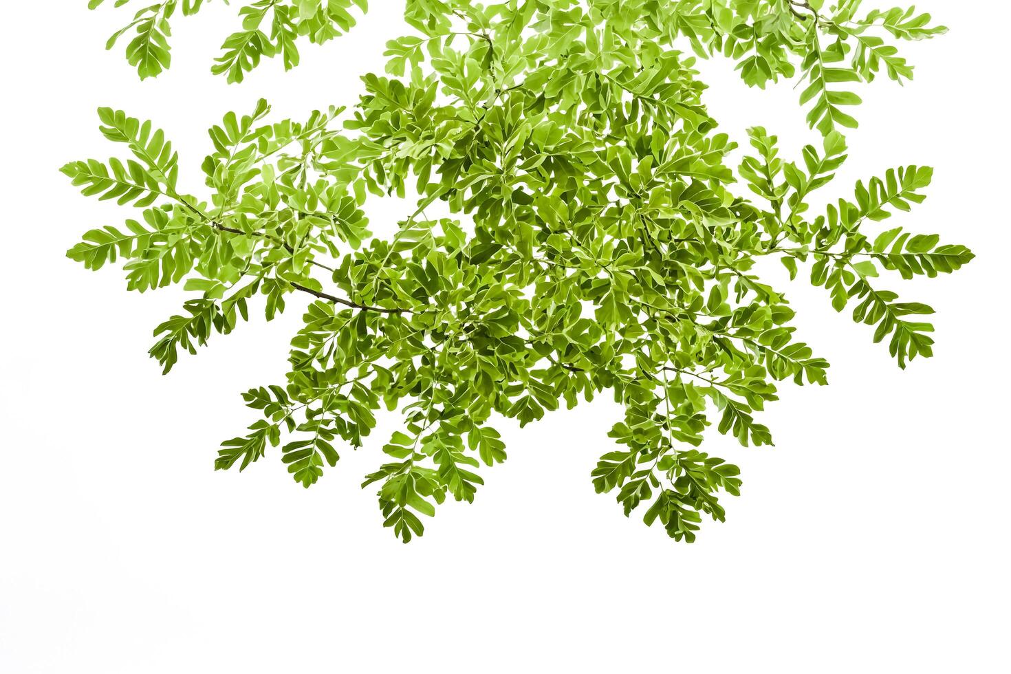 Green Leaf Branches on White Background photo