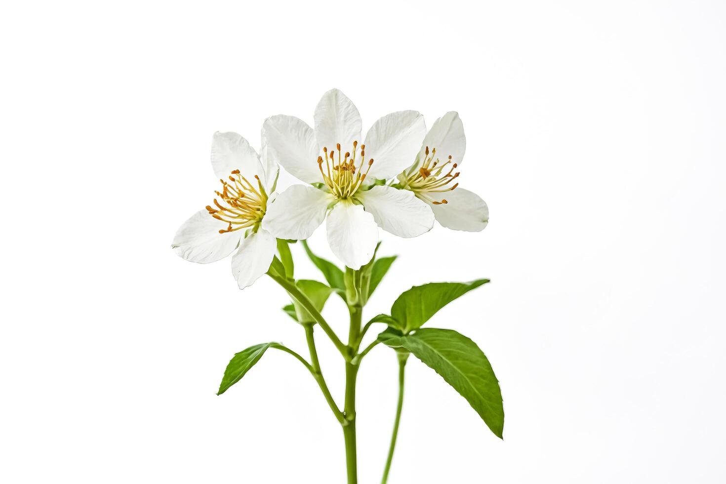 White Flower Branch photo
