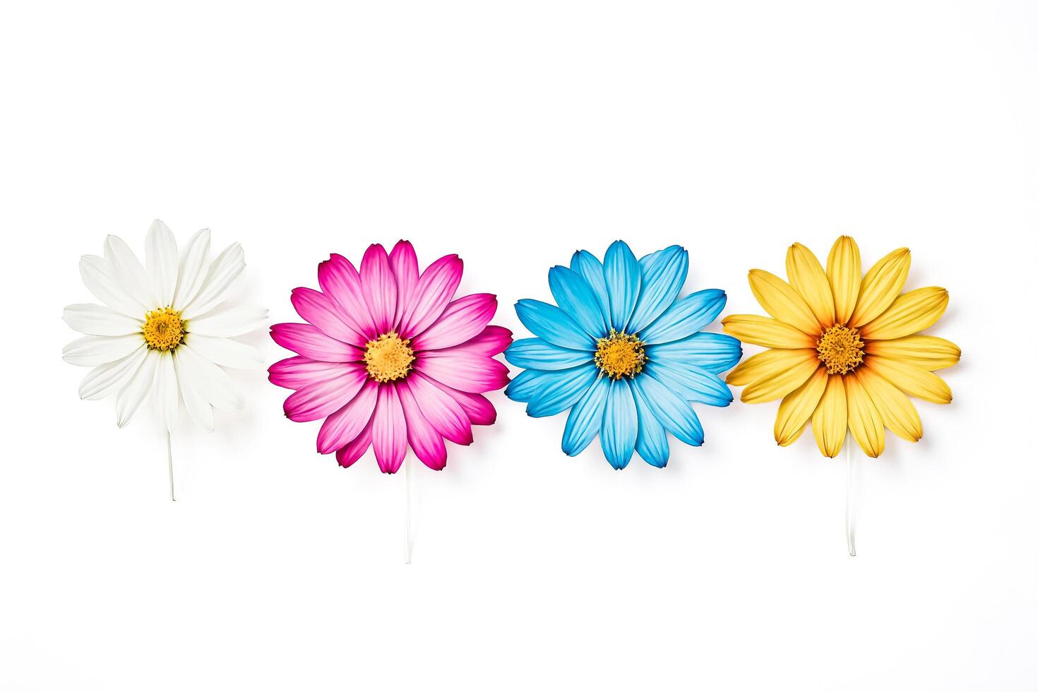 Four Colorful Flowers on White Background photo