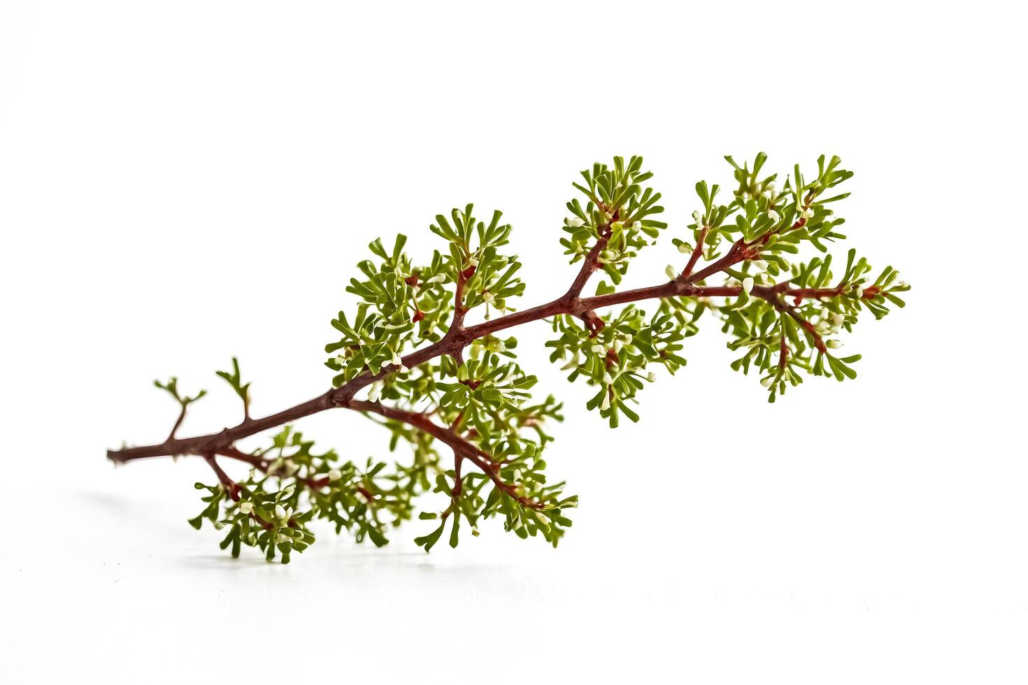 Green Branch with Small White Flowers photo
