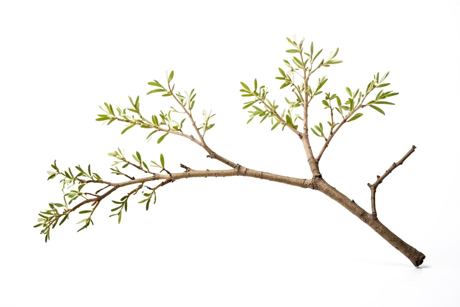 Branch with New Leaves photo