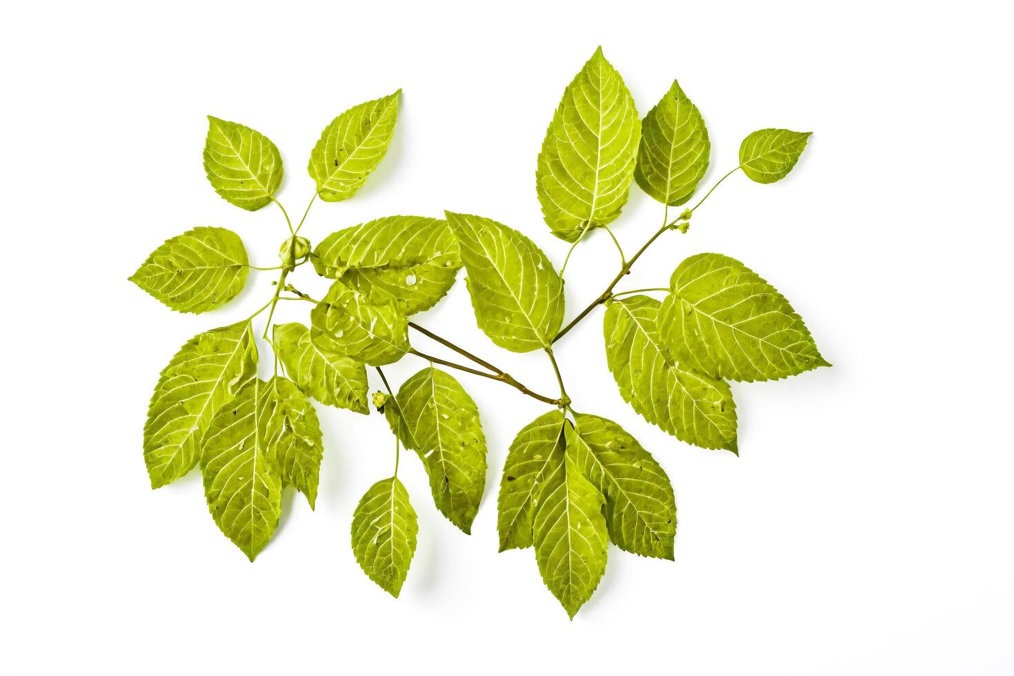 Sprig of Green Leaves on White Background photo