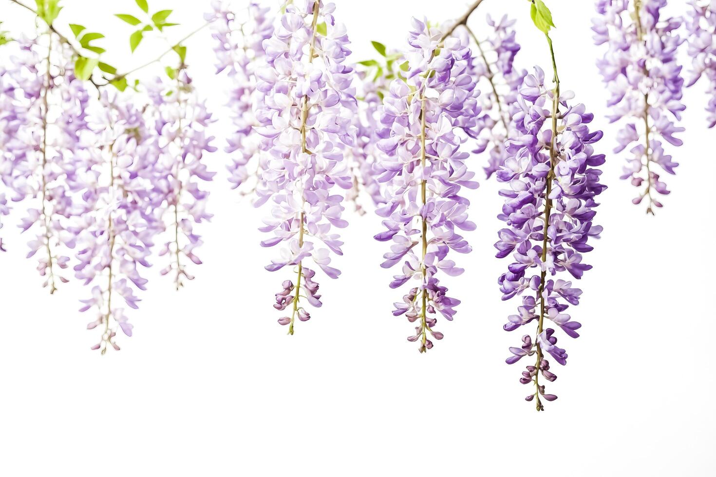 Purple wisteria flowers on white background photo