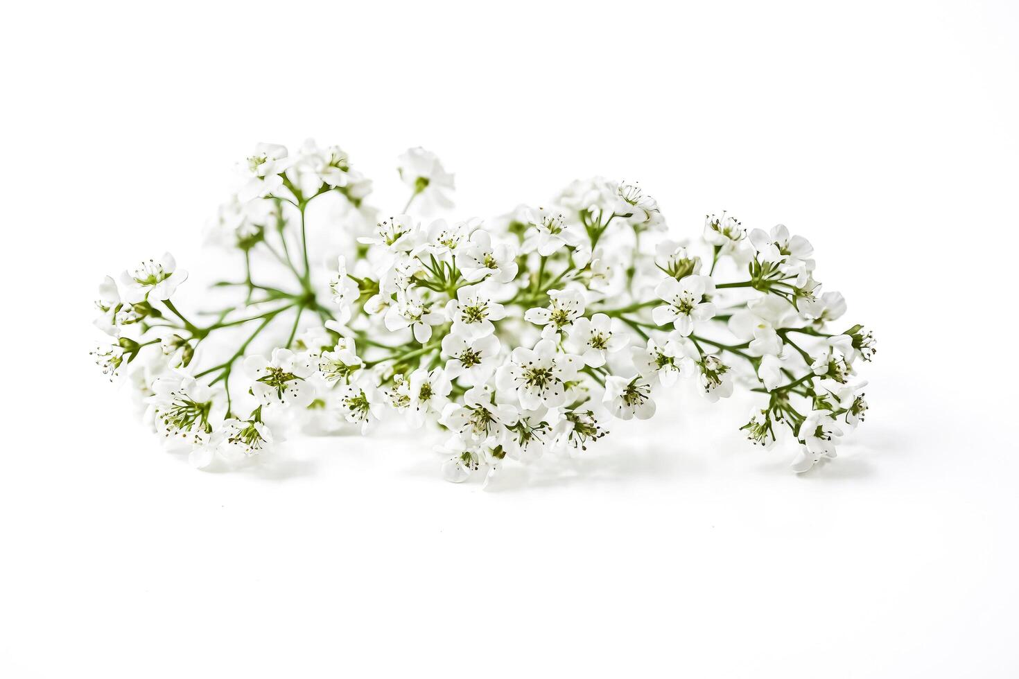 White Flowers on a White Background photo