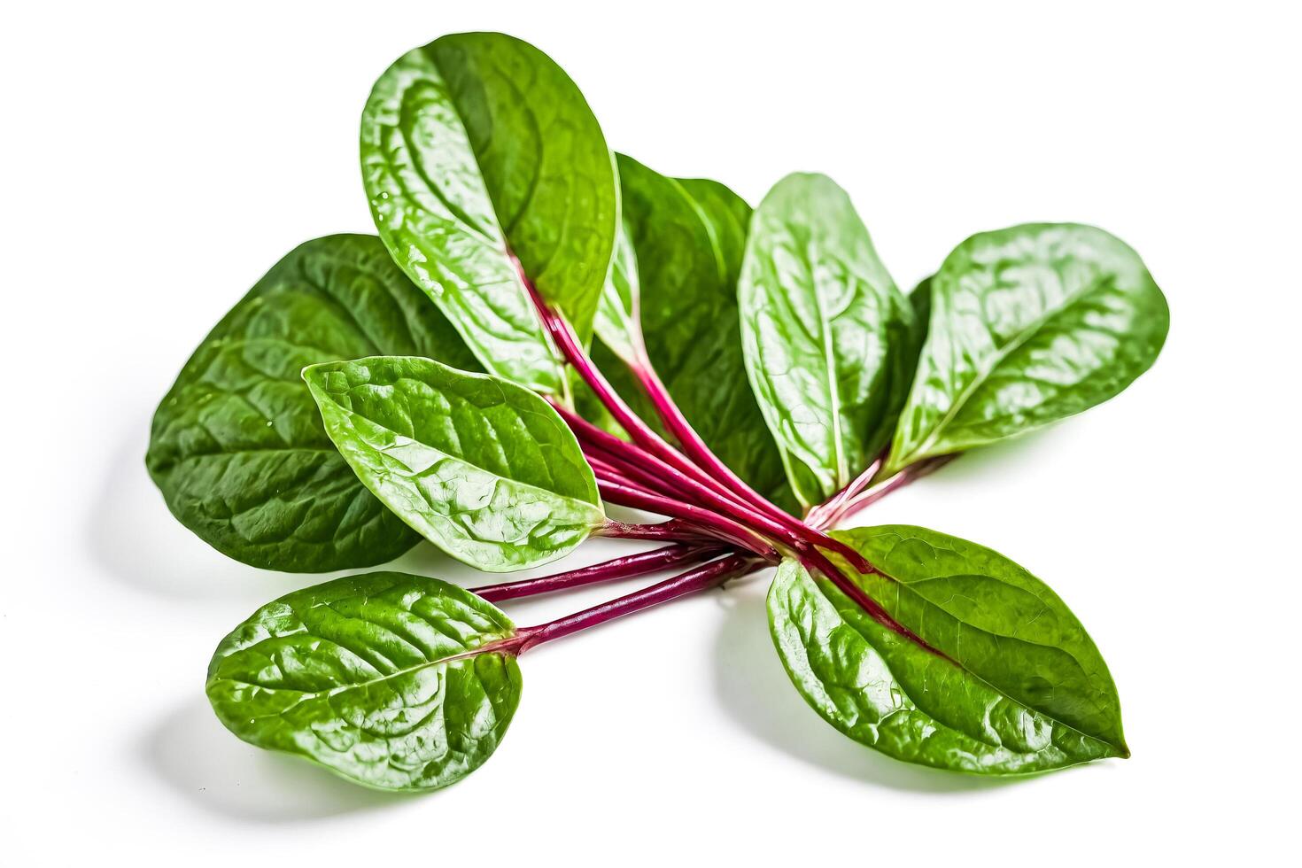 Bunch of fresh green Malabar spinach leaves with red stems isolated on white background photo