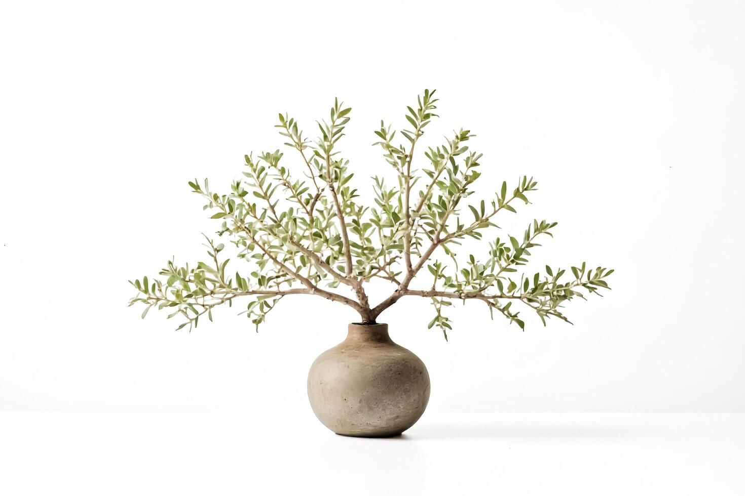 Green plant in a gray vase on a white background photo