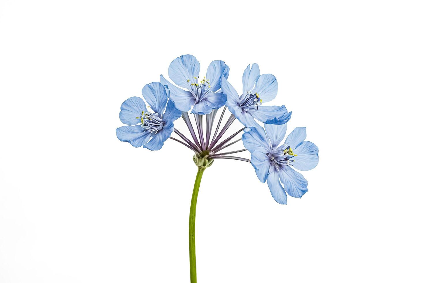Closeup of a Light Blue Flower with Five Petals, Isolated on White photo