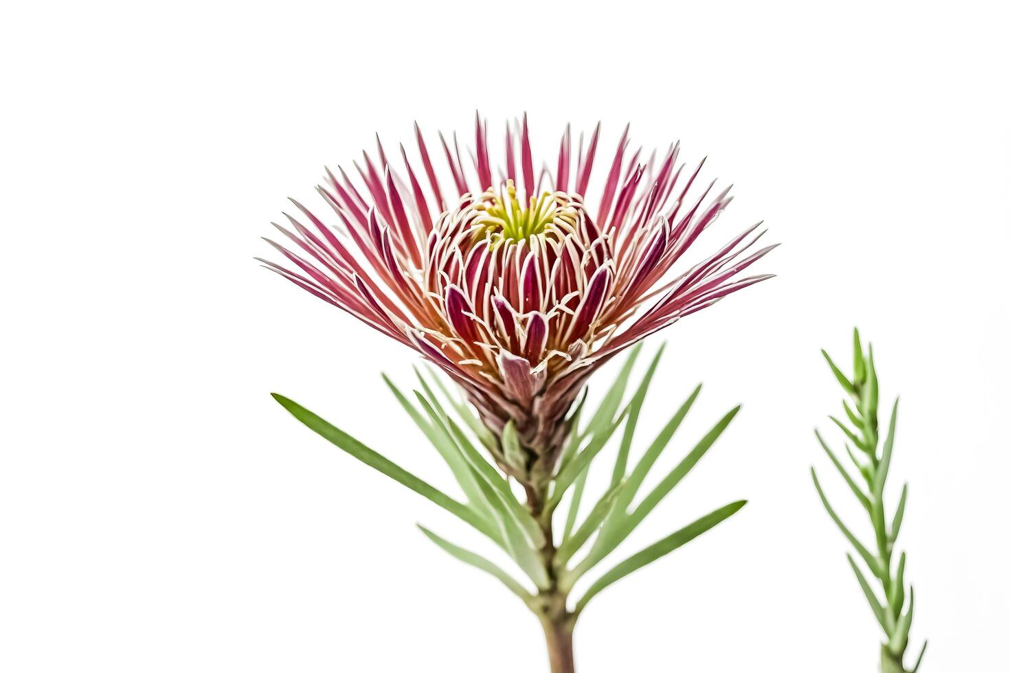 Closeup of a pink and white protea flower photo