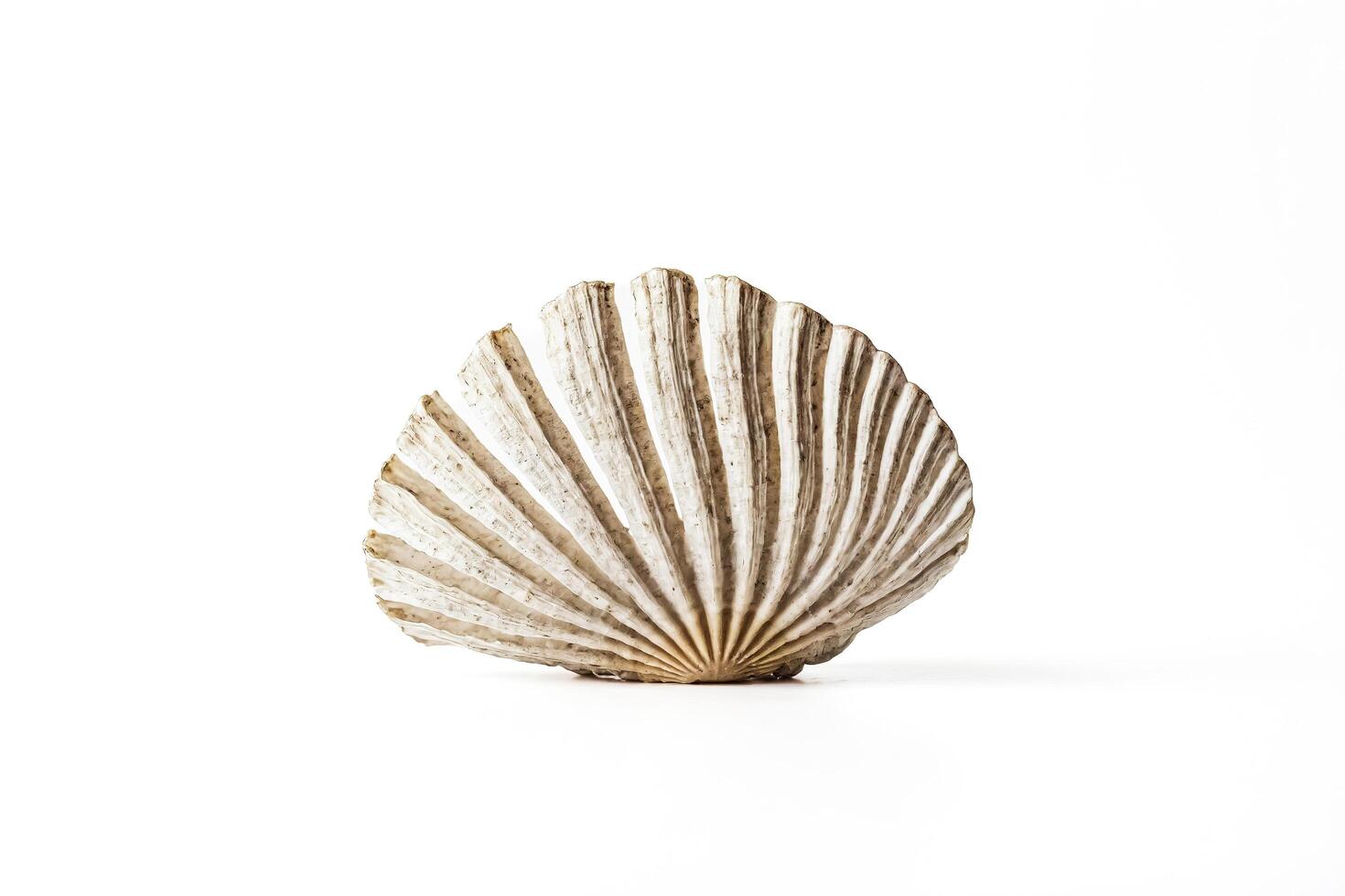 Single Scallop Shell Isolated on White Background photo