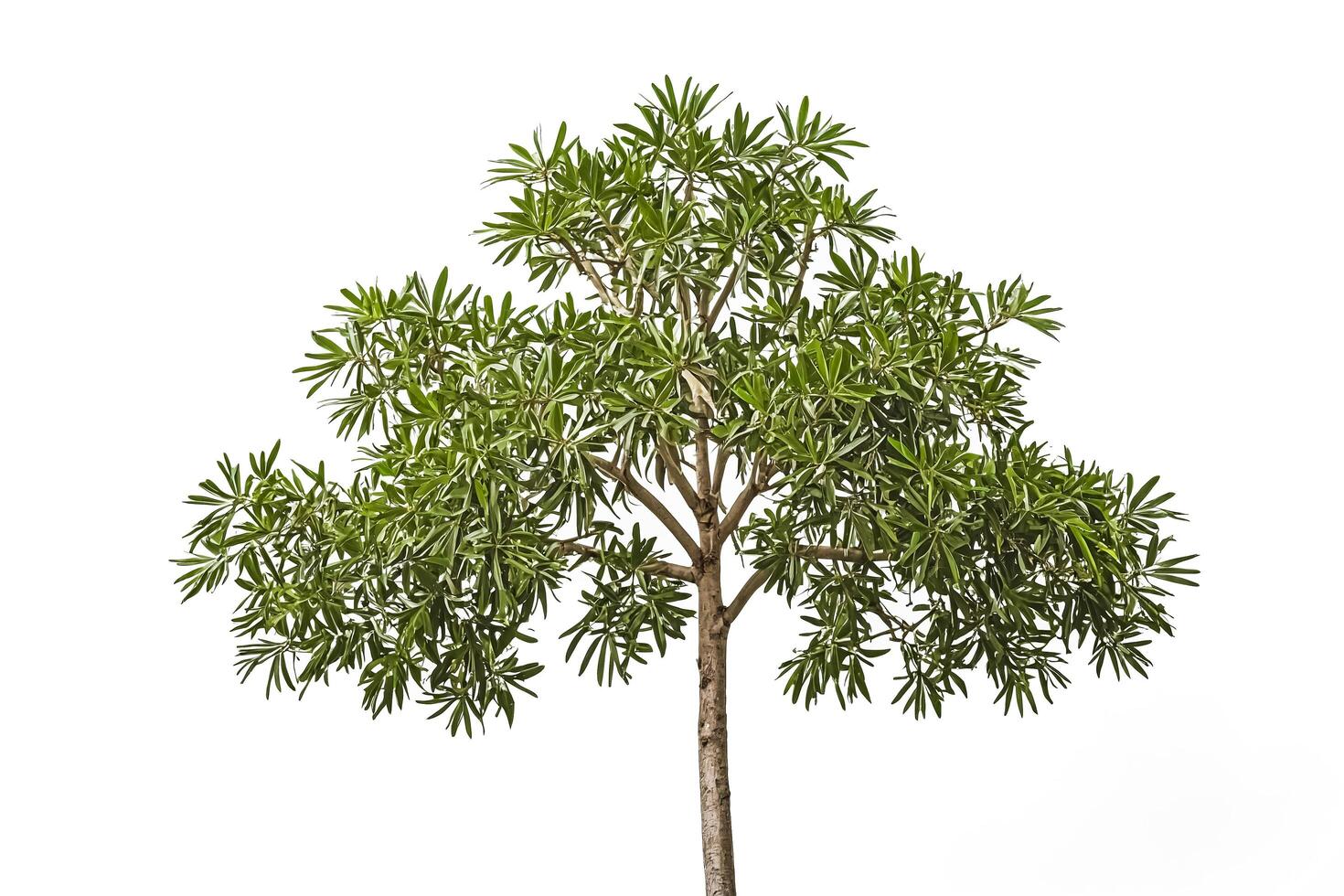Green Tree with White Background photo