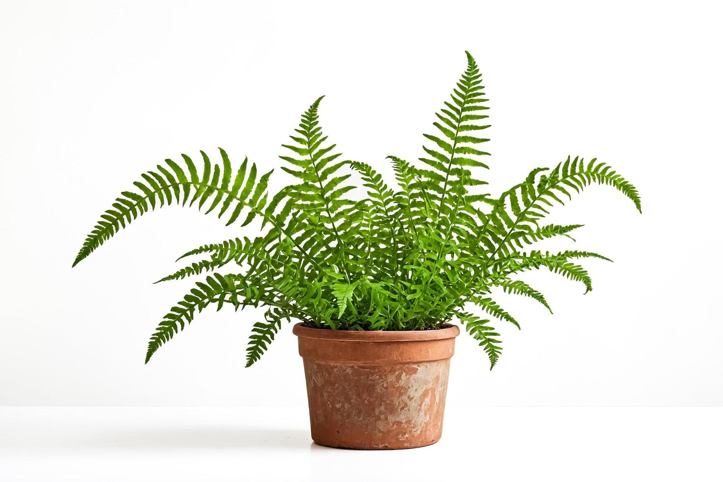 Potted fern plant against a white background photo