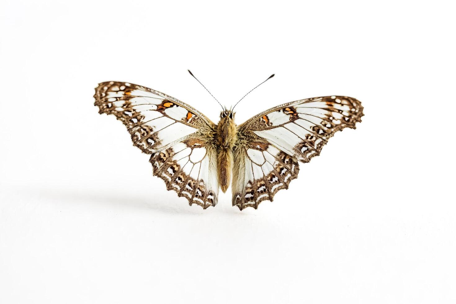 Close-up of a butterfly with white and brown wings photo