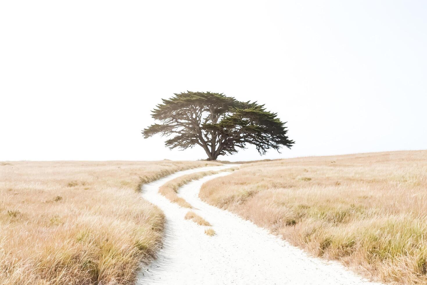 Lone Tree on a Path in a Field of Grass photo