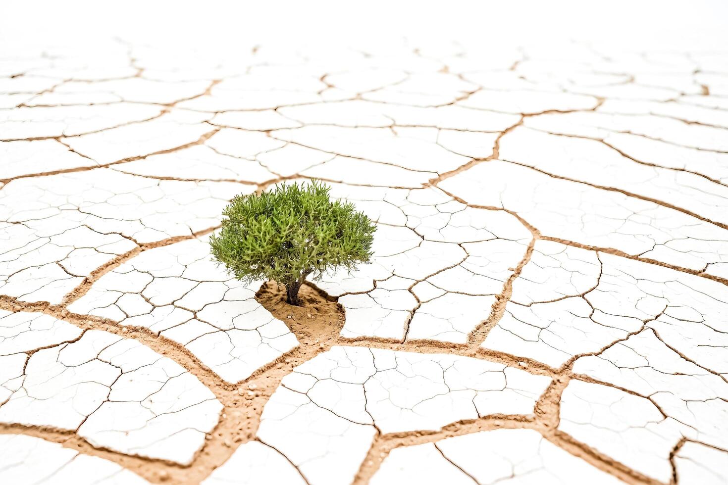 Single Tree in Cracked Earth photo