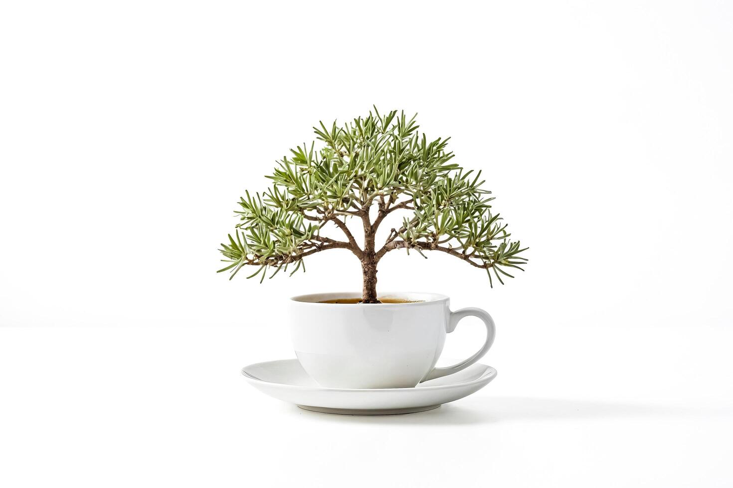 Miniature Bonsai Tree Growing in Teacup photo