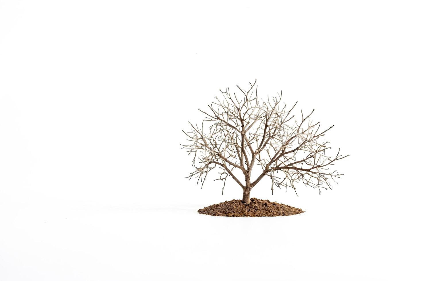 Bare Tree on White Background photo