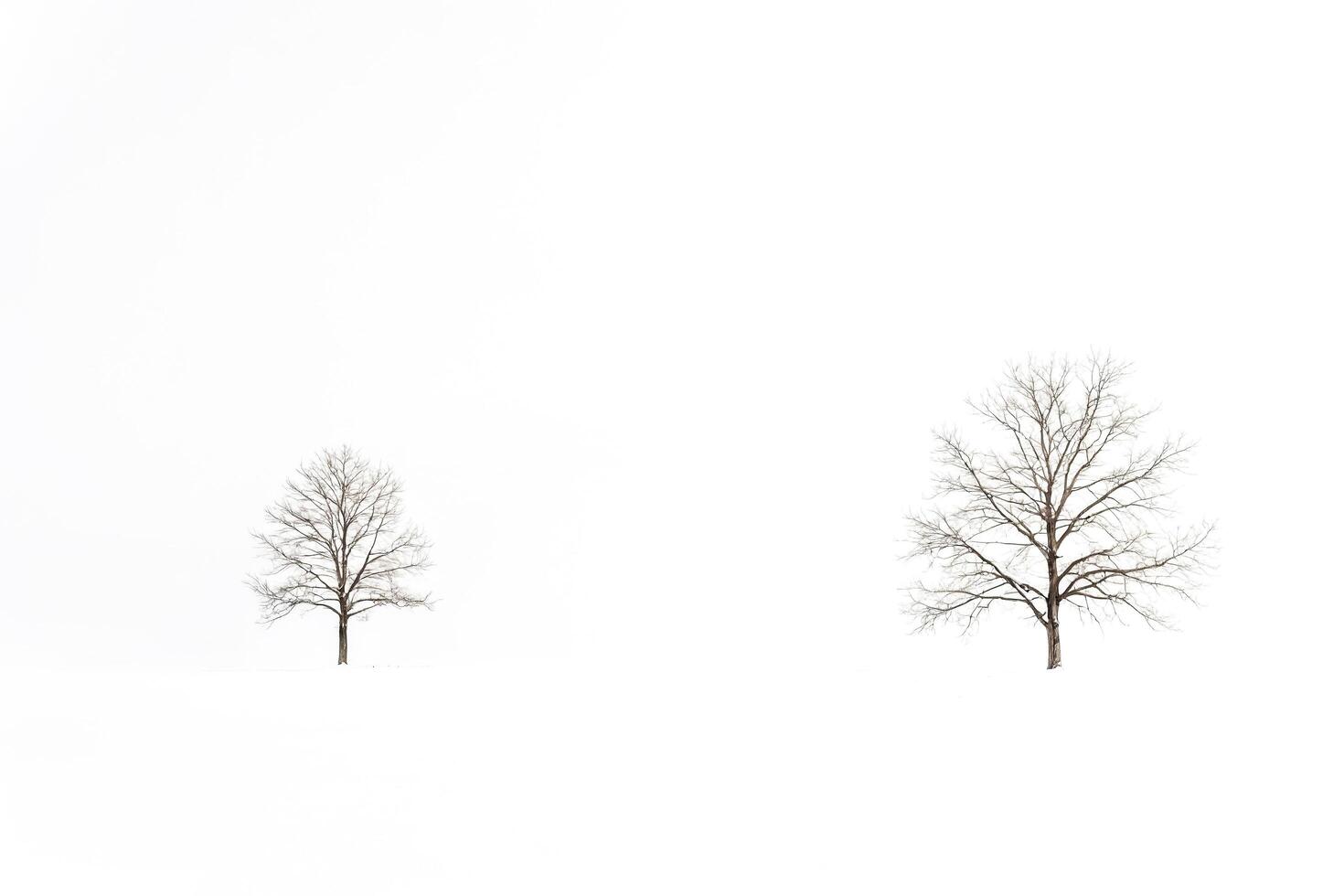 Two Bare Trees in a Snowy Landscape photo