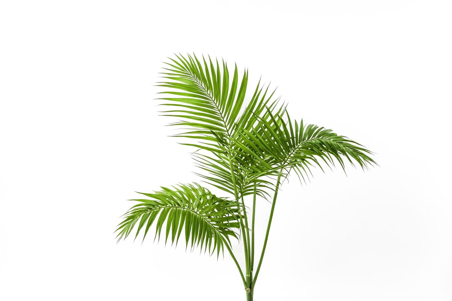 Green Palm Leaves on White Background photo