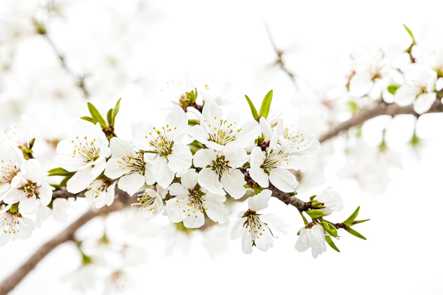 Close-up of Delicate White Blossoms on a Branch photo