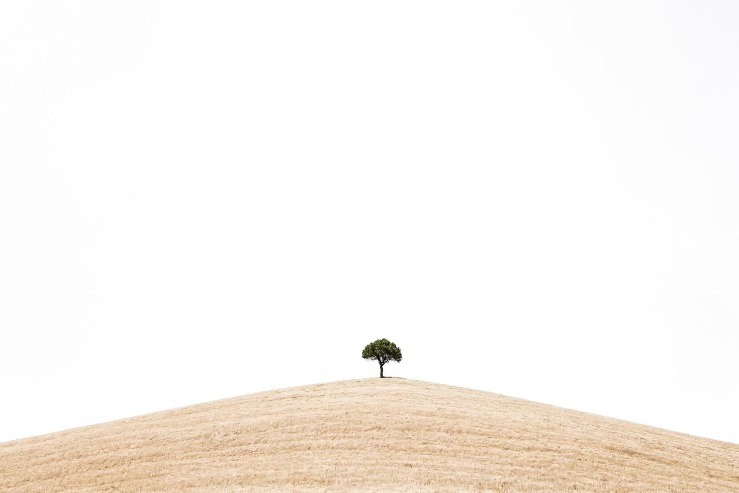 Single Tree on a Hilltop photo