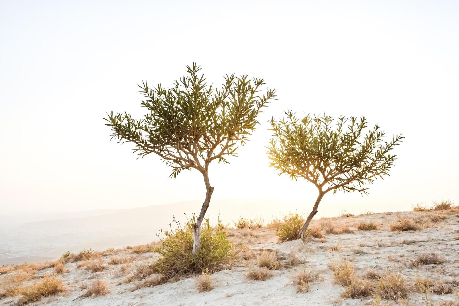 Two Trees on a Hilltop photo