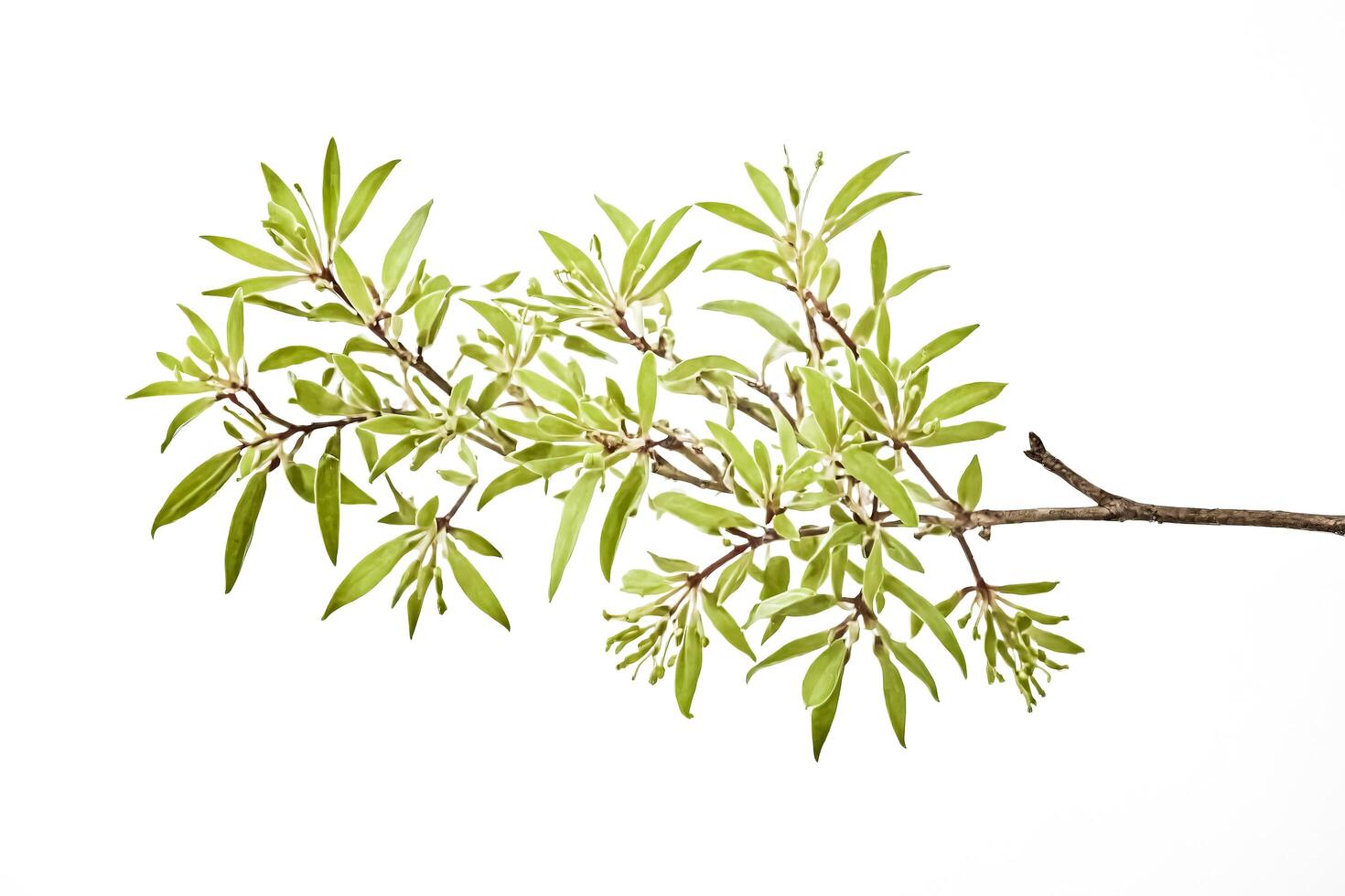 Branch with green leaves and buds isolated on white background photo