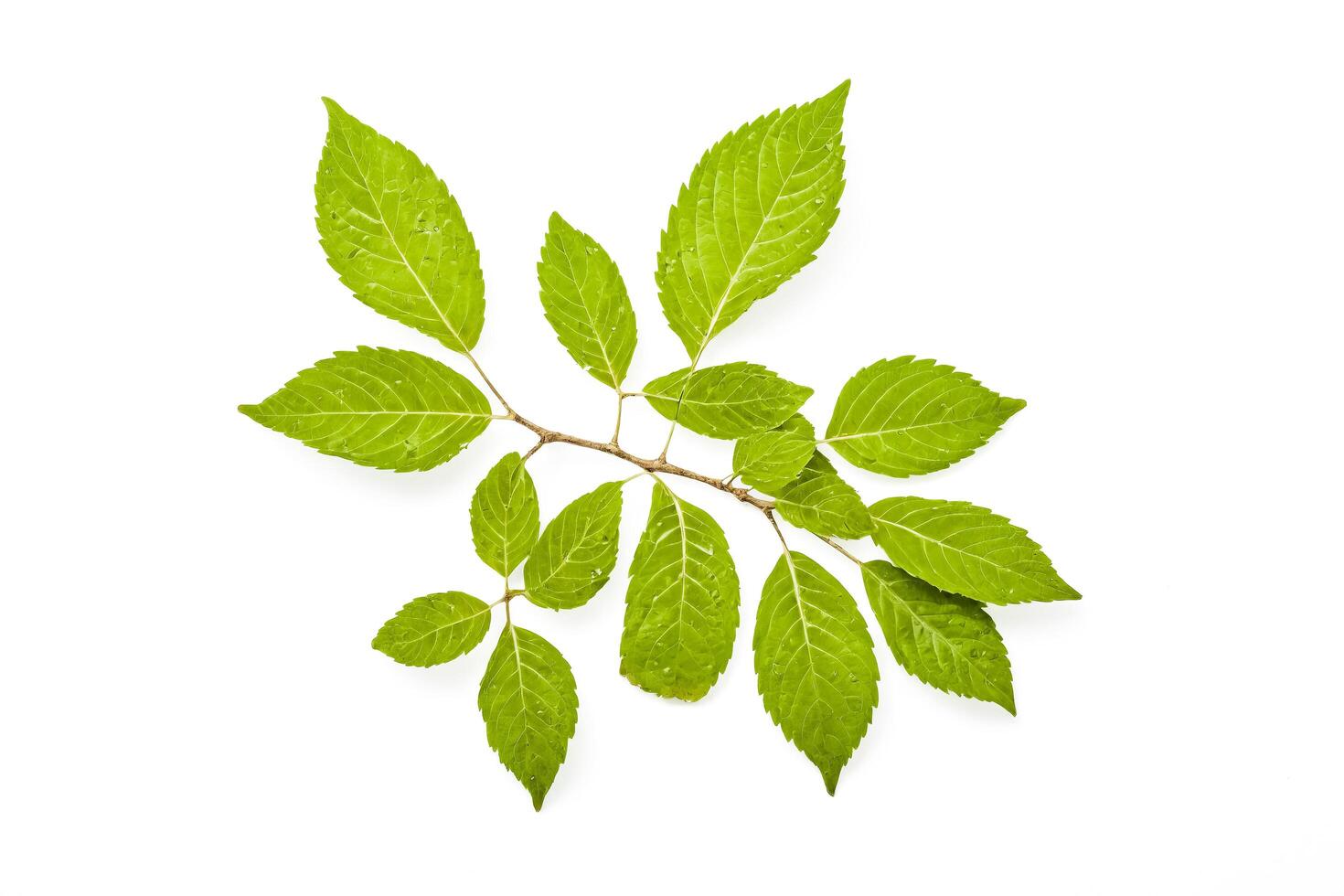 Green leaves isolated on white background photo
