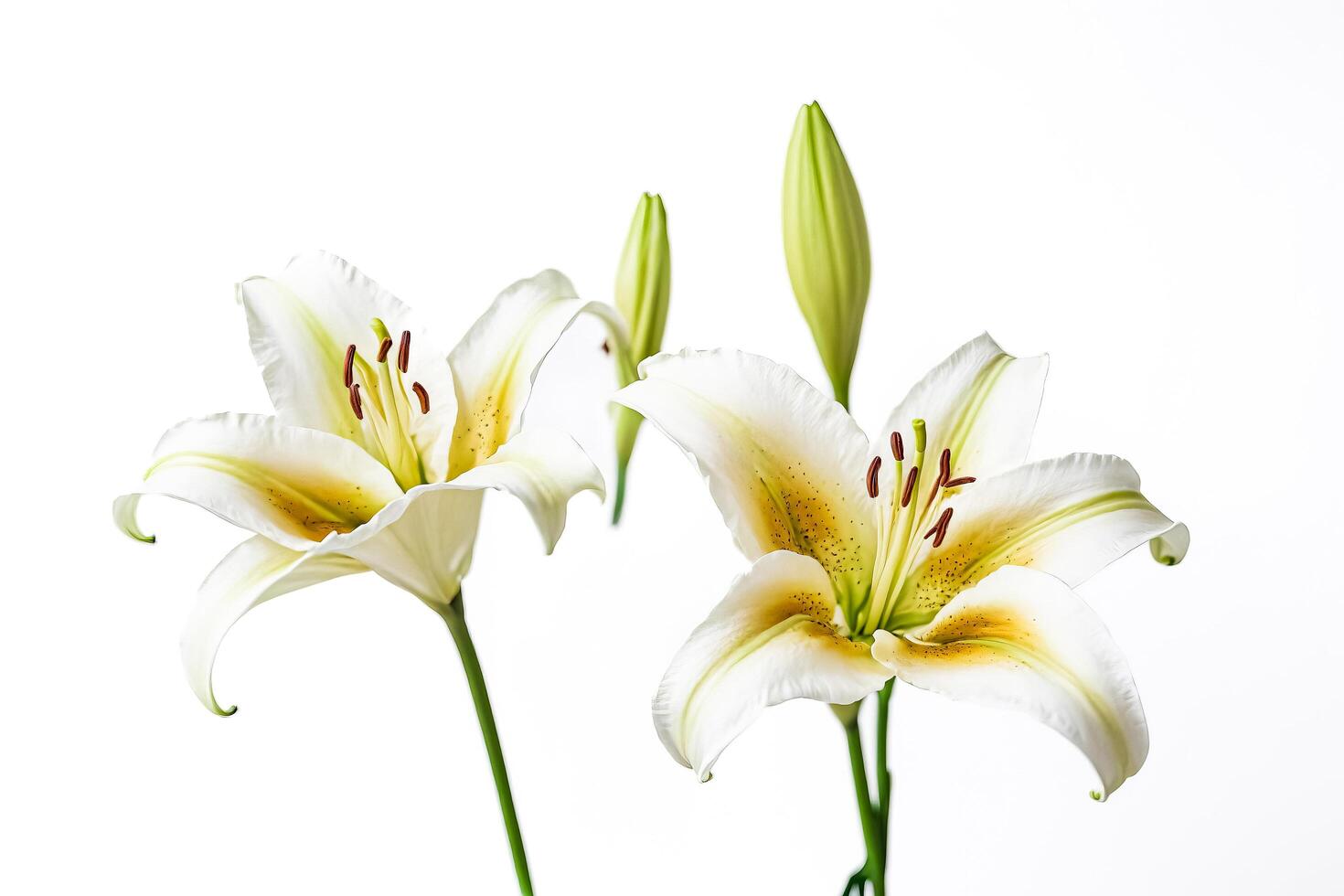 White Lily Flower with Green Stems Isolated on White Background photo