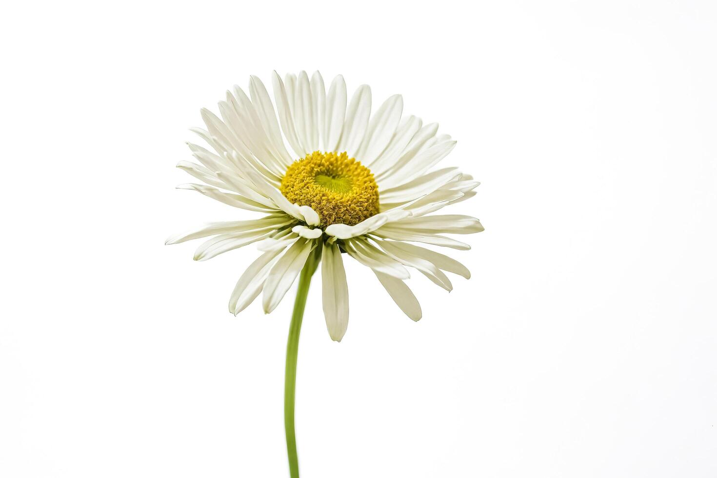 Close-Up of a Single Daisy Flower photo