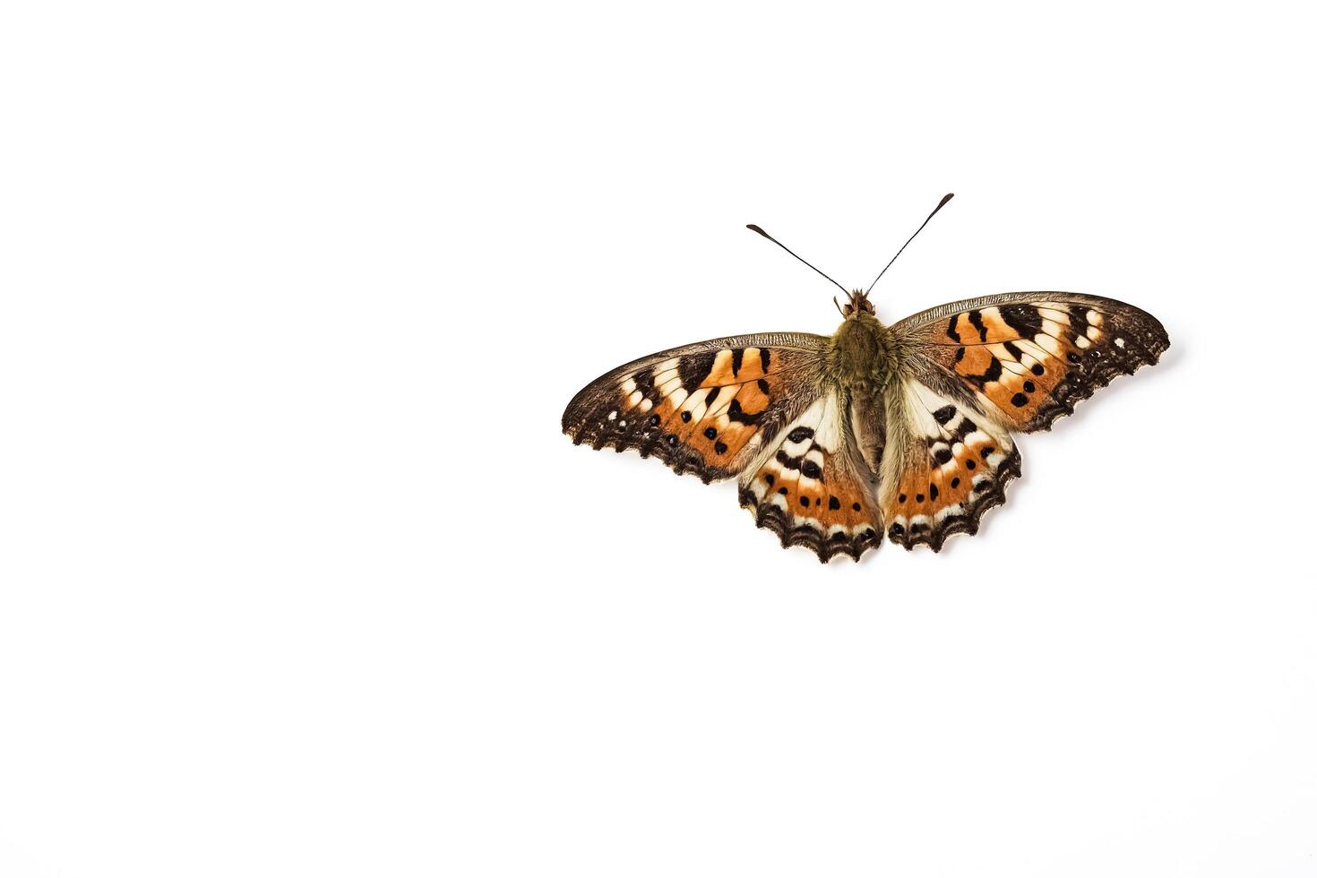 Butterfly with Orange and Black Wings on White Background photo