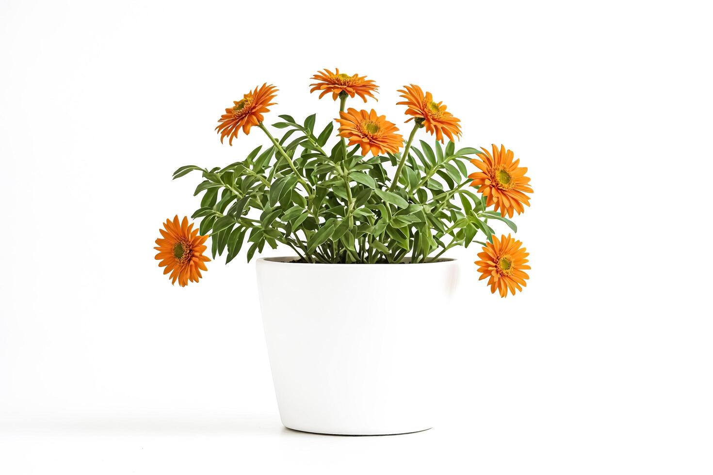 Orange Gerbera Daisies in White Pot on White Background photo