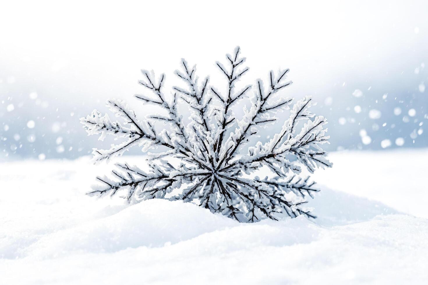 Frosty Branch in a Winter Wonderland photo