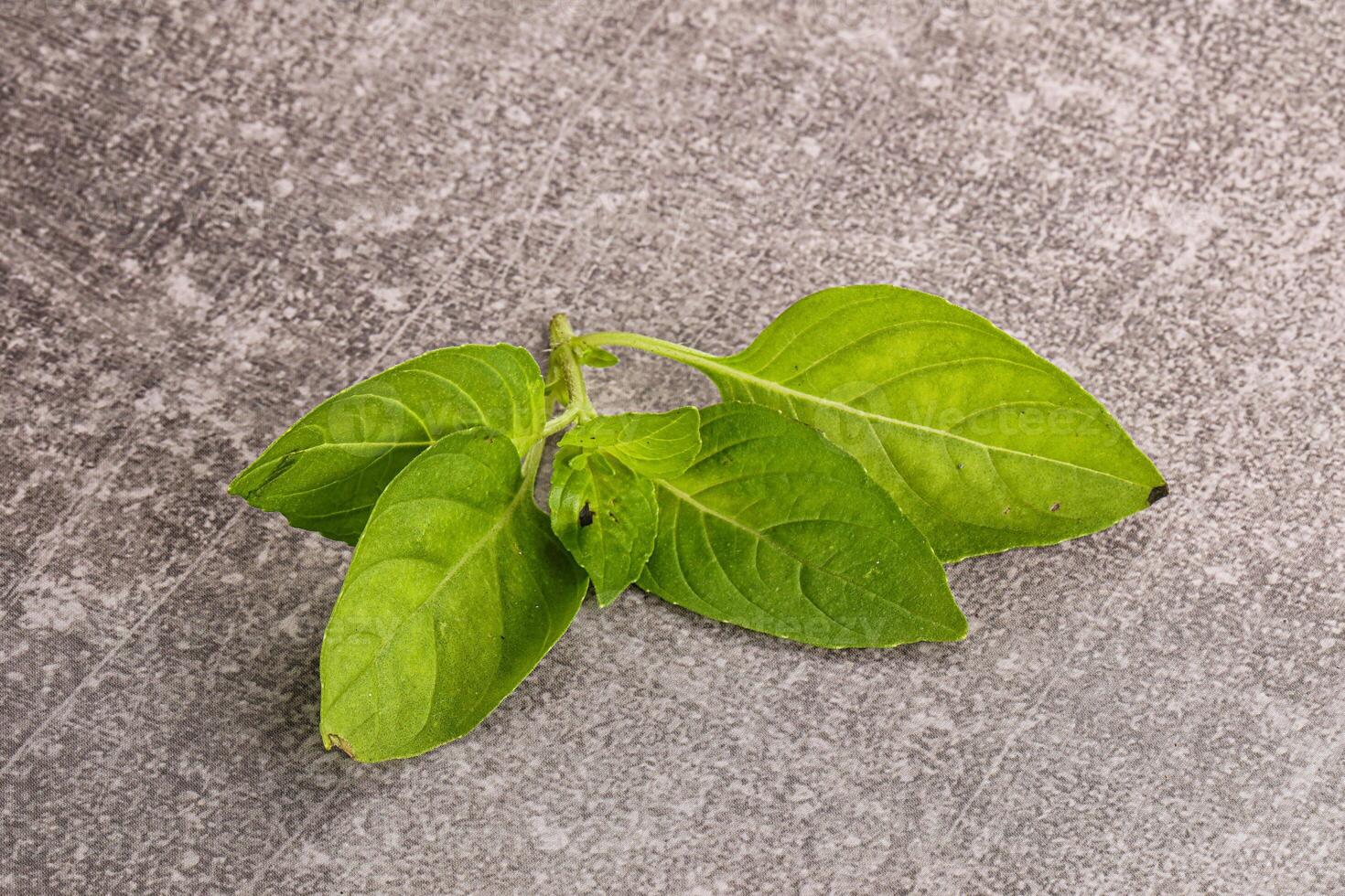 Raw green basil leaves seasoning photo