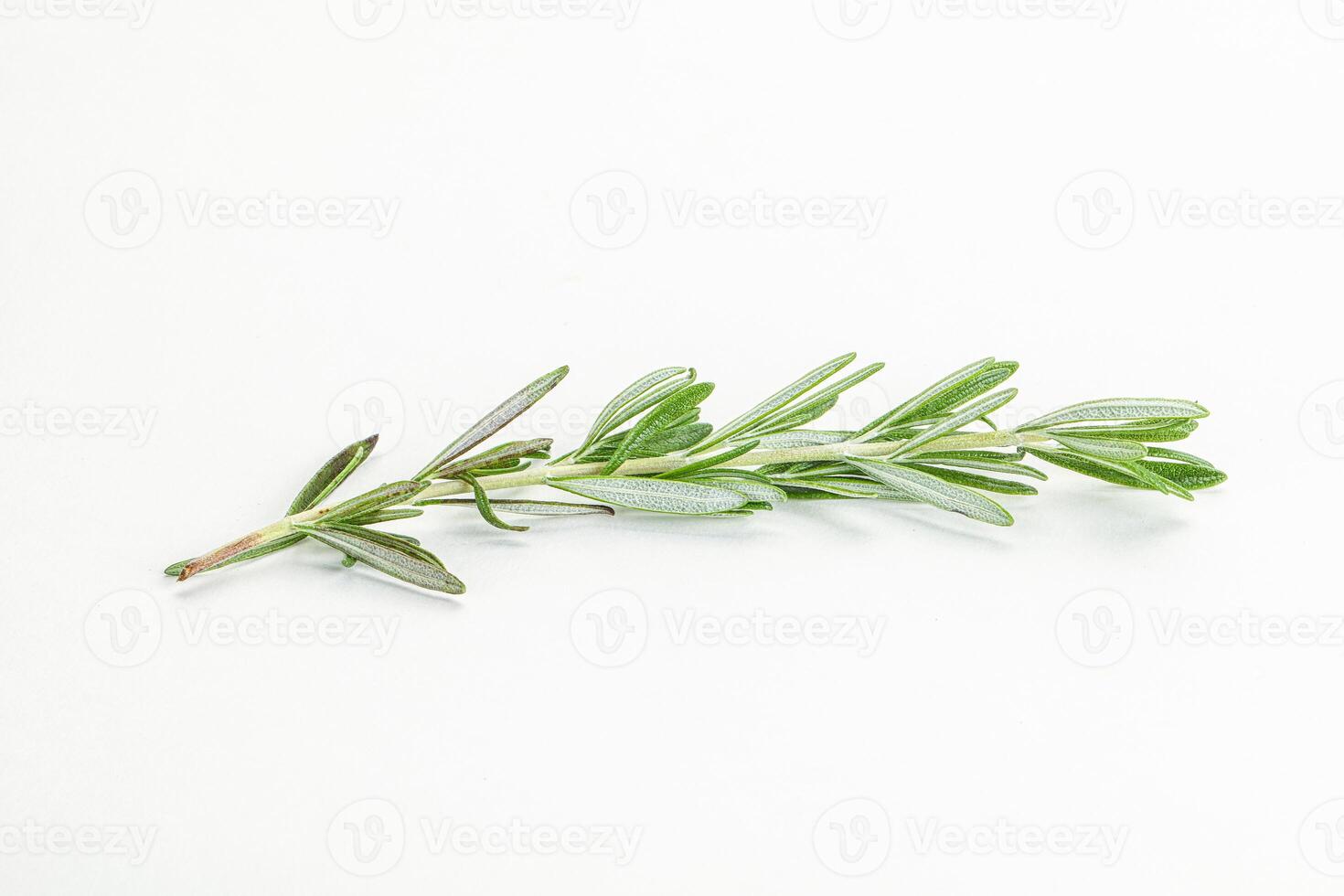 Rosemary branch - organic spicy herb photo