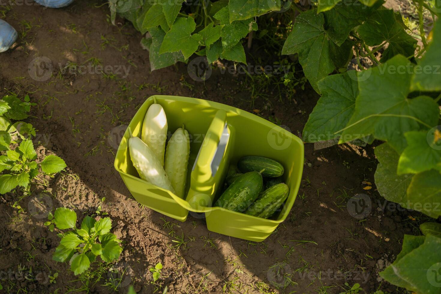 Ripe juicy cucumbers in crates in greenhouse. Plastic box with ripe cucumbers in greenhouse. Harvest time photo