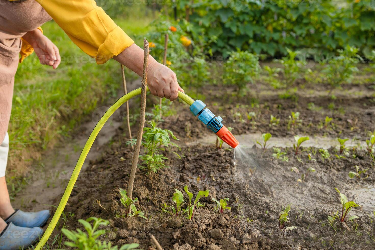 Senior woman watering fresh plants growing at home vegetable garden. Gardener taking care of plants at the backyard of her house. Concept of sustainability and growing organic photo