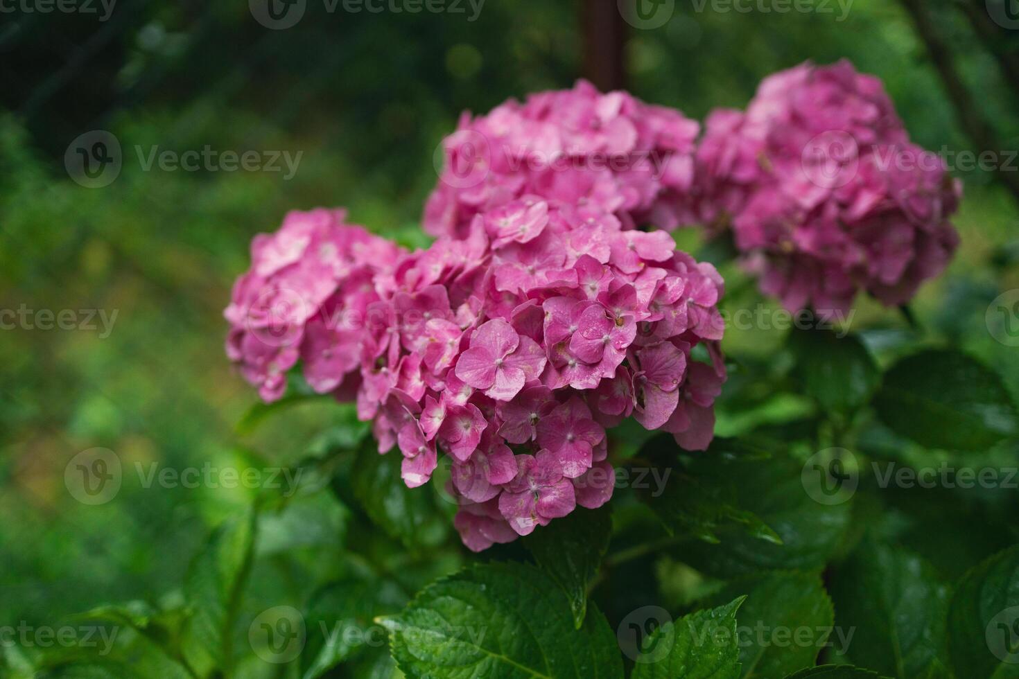 Pink hydrangea, close-up. Flowering bush. Huge hydrangea in the front garden. Flowering purple and pink hydrangea. photo