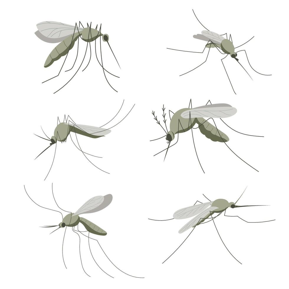 Set of mosquitoes. Small mosquito insect. Illustration in flat, simple, cartoon style vector