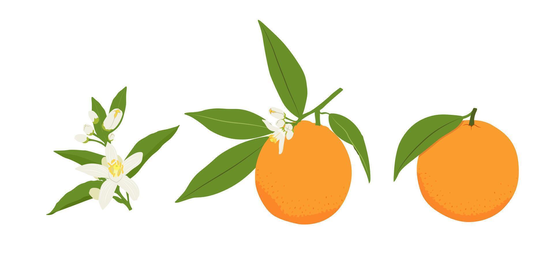 Set with orange blossom, whole orange. Flat orange set. vector