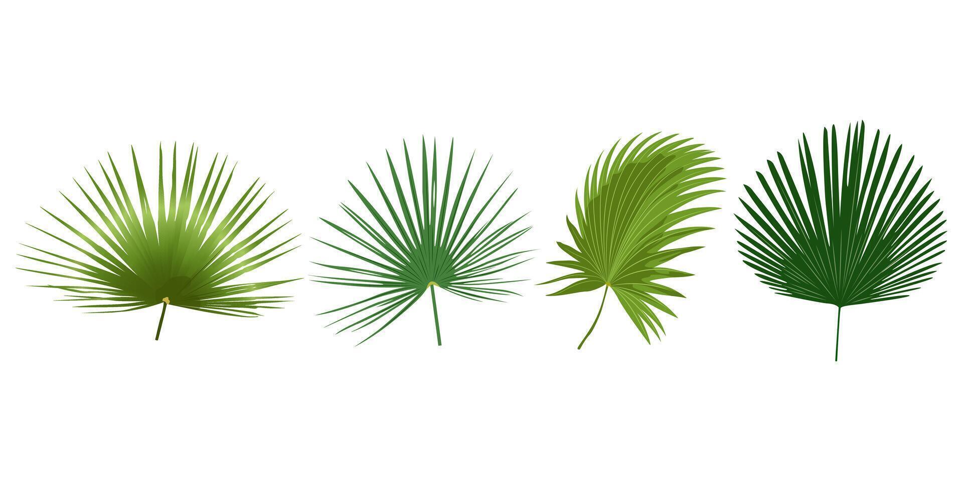 Tropical leaves .Palm leaf isolated on white background. Simple flat . vector